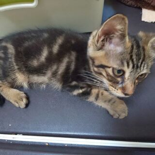 ありがとうございました里親さんが決まりました - 猫