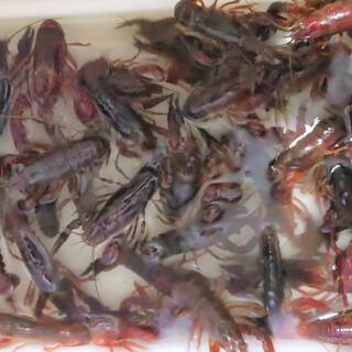 アメリカザリガニ 50匹セット アロワナ ピラルク ダトニオ う...