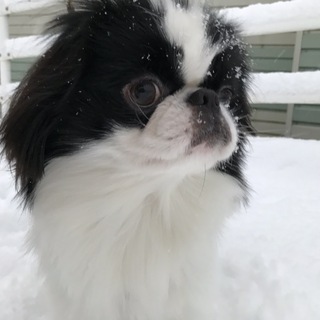 貴重な犬種の里親さん募集です 急募