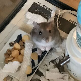 ハムスターの子ども（グレー茶色、雄雌不明、おそらく雄？）さしあげ...