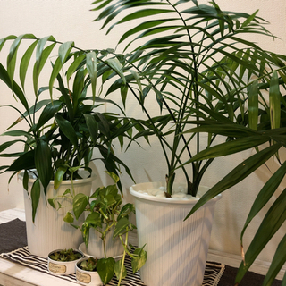 観葉植物&多肉植物　インテリアに！