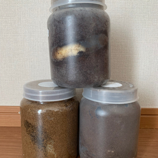 ニジイロクワガタ（ノーマル） ３令後期幼虫〜前蛹の画像