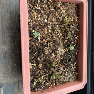 三日月ネックレス、ネコノツメ他多肉植物