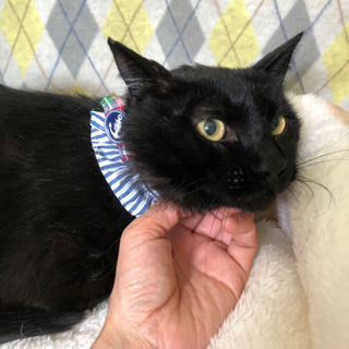 穏やか成猫ひじき君　6〜9才