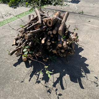 薪　無料　10/5 火曜日まで