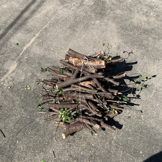 薪　無料　10/5 火曜日までの画像