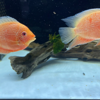 熱帯魚 レッドスポットゴールデンセベラム 2匹