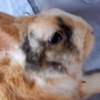 うさぎ