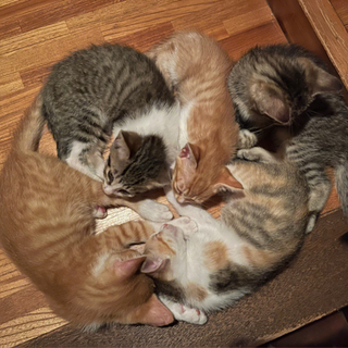子猫の里親募集