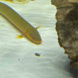 熱帯魚 アミメウナギ