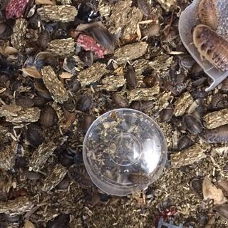 デュビア生まれたてベビー～1センチ　100匹 (餌用)