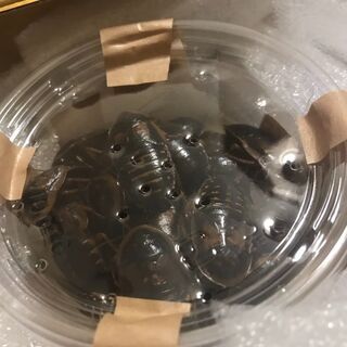 デュビア成虫メスのみ　50匹(餌用)
