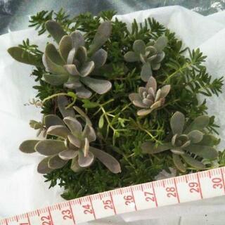 多肉植物　セダム&子持ち蓮華の画像