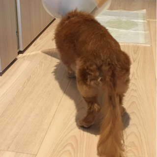 🐶エリザベスカラーの画像