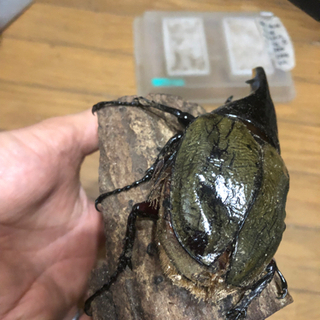 激安訳ありヘラクレスオオカブトオス単品　の画像