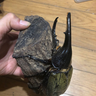 激安訳ありヘラクレスオオカブトオス単品　の画像