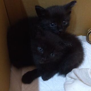 仔猫を保護しました