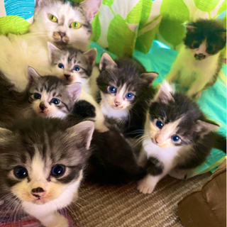 子猫(4匹)決まりました！