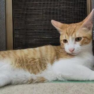 保護猫の甘えん坊茶トラ里親募集です。