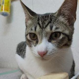 保護猫ツンデレのキジトラ里親募集です。  