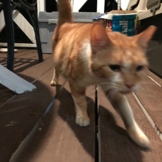 保護猫です。里親よろしくお願いします。 - 猫
