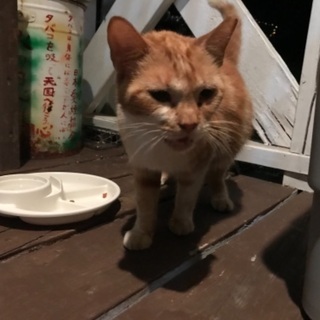 保護猫です。里親よろしくお願いします。 - 津市