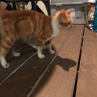 保護猫です。里親よろしくお願いします。 - 里親募集