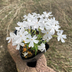 ランキングキーワードに紐づく投稿画像-観葉植物