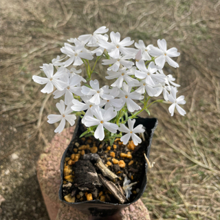 芝桜(白)モンブランの画像