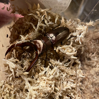 メタリフェルホソアカクワガタ