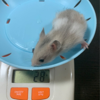 ゴールデンハムスター 赤ちゃん 【募集一旦終了】
