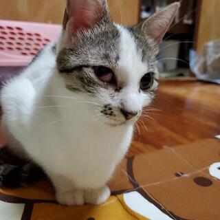 里親さん募集