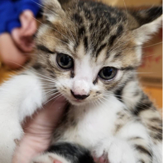 生後約1ヶ月　保護猫　