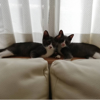 【仔猫5ヶ月】グレー（ロシアンブルー系)と白のソックス　仲良し兄妹