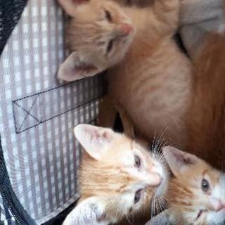 ８月生まれ子猫　里親募集