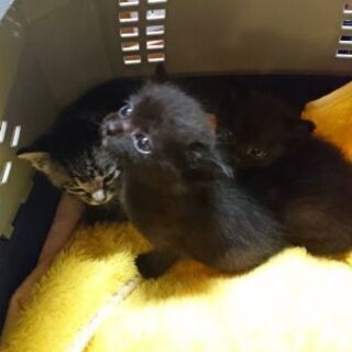 ひとなつこい子猫