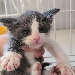 保護猫を迎えよう‼️♂️♀️います！