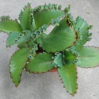 子宝弁慶草(多肉植物) 子株⑤