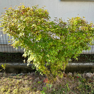 カエデ、もみじ