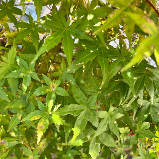 カエデ、もみじの画像