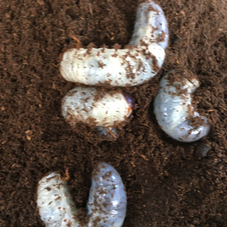 国産カブトムシの幼虫　無料