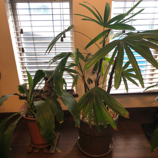 【観葉植物】ドラセナマッサンゲアナと觀音竹