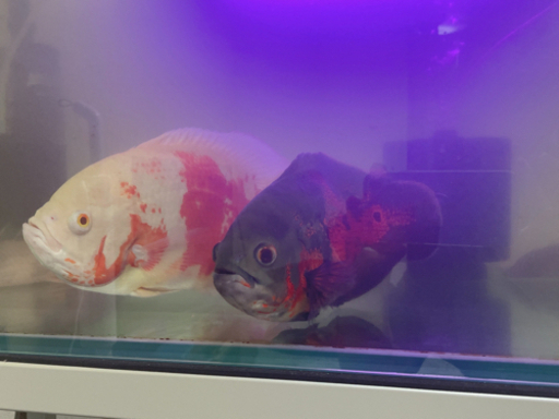 熱帯魚　オスカー　ポリプテルス　キクラ　古代魚