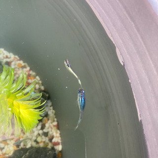 深海メダカの画像