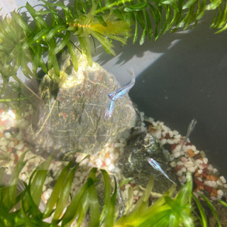 深海メダカの画像
