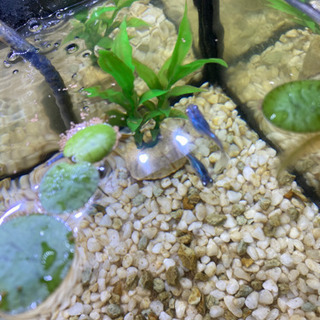 深海メダカの画像