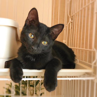 しっぽの短い黒猫ちゃん