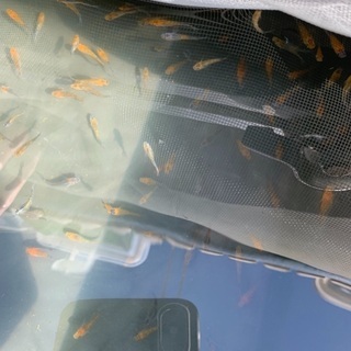 雲州幹之、幹之、夜桜の画像