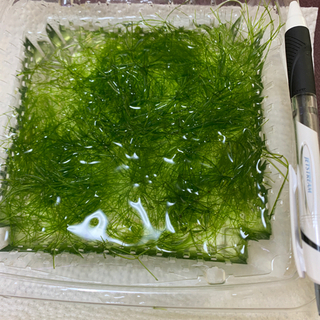水草❣️ニテラです！３００円で多めにお渡しできます！の画像