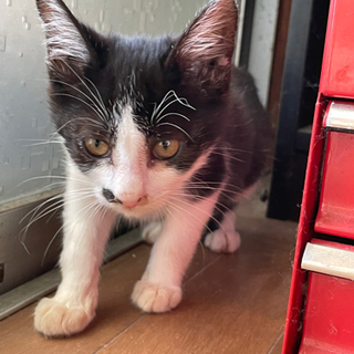 子猫里親募集